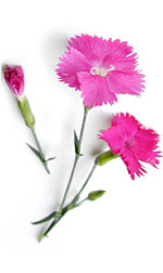 pink carnations