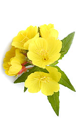 yellow primroses