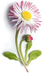 english daisy