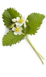 white strawberry flowers