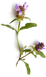 red clover