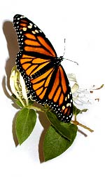 monarch butterfly on honeysuckle