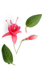 pink fuschia flower