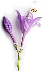 purple azalea