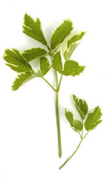 light green leaves
