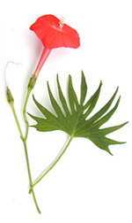 red cardinal vine flower