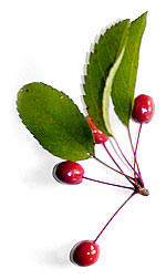 spray of crab apples