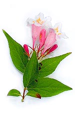 light pink apricot flowers