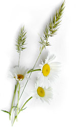 white daisies