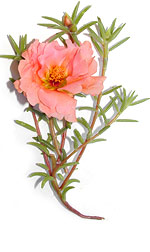 pink moss rose