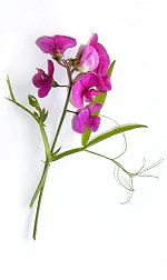 purple sweet peas