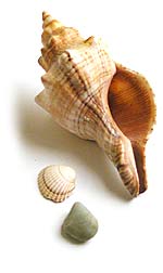 large conch shell
