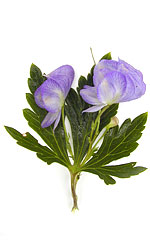 purple flowers