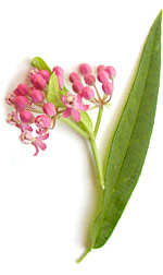 pink flowers from a bulb
