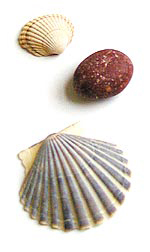 sea shells
