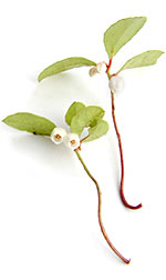 wintergreen flowers