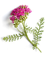 pink verbena