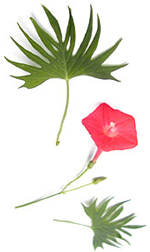 red cardinal vine flower