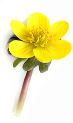 yellow aconite flower