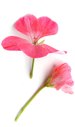two pink geranium flowers