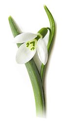 snowdrop