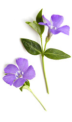 purple periwinkle flowers