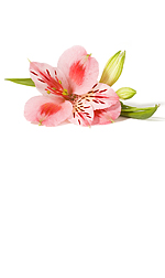 pink gladiola blossom
