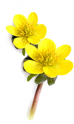 two yellow aconite flowers
