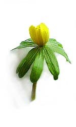 yellow aconite bud