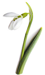 snowdrop flower