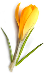 yellow crocus