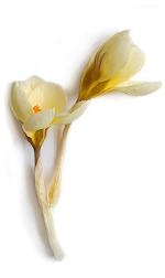 white crocuses