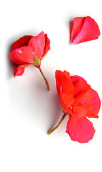 red geranium petals