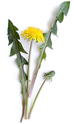 dandelion and leaves