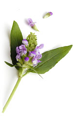 purple flowering weed