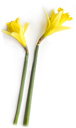 two yellow daffodil flowers