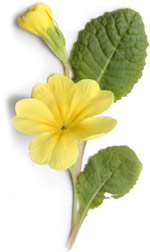 yellow primrose