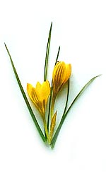 yellow crocuses