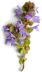 purple flowers