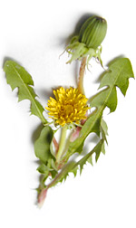 dandelions