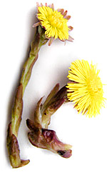 two yellow coltsfoot flowers