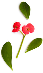 red crown of thorns flower