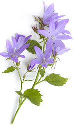 blue flowers