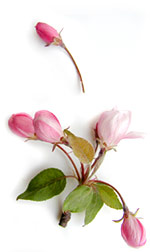 crab apple flowers