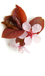 sand cherry flowers