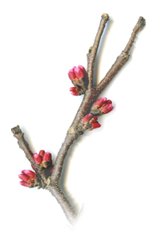 red bud twig