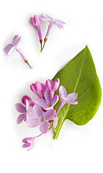 lilac petals