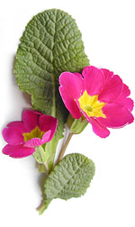 magenta primrose flowers