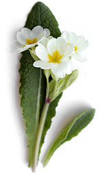 white primroses