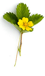 wild yellow strawberry flower